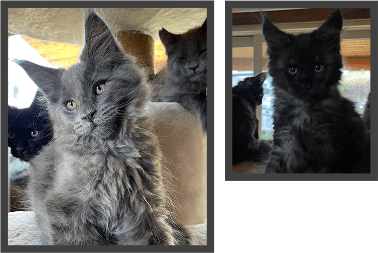 Bluenose Mountain Maine Coons