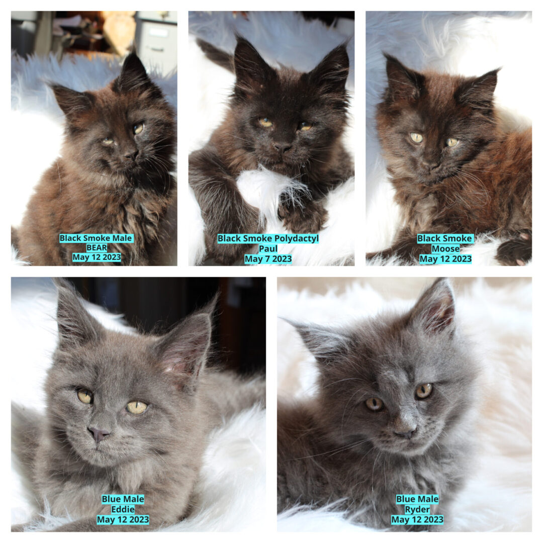 Bluenose Maine Coons